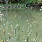 Theodore Roosevelt Island