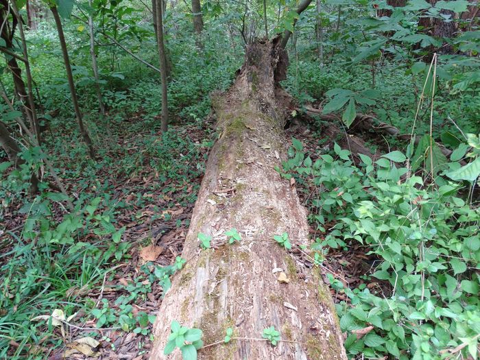 Theodore Roosevelt Island