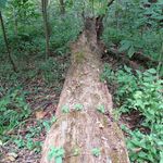 Theodore Roosevelt Island