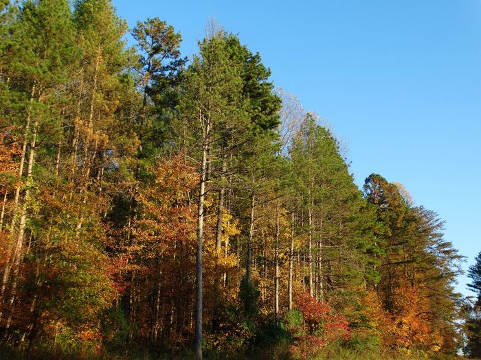 Autumn