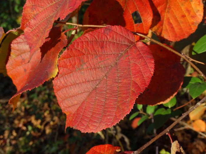 Autumn