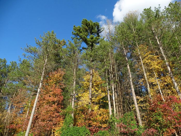 Autumn