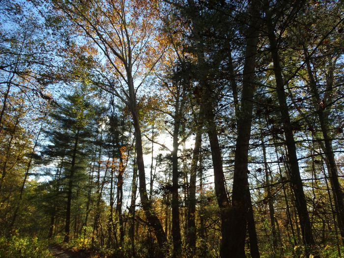 Autumn
