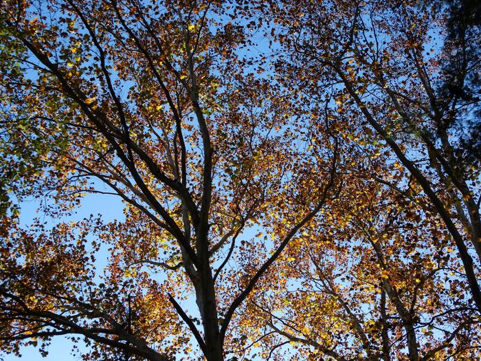 Autumn