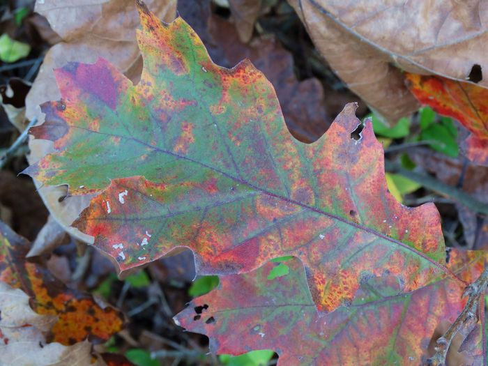 Autumn