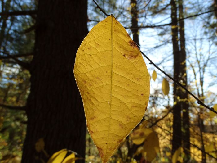 Autumn