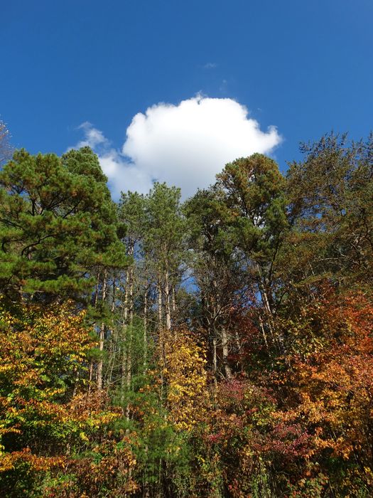 Autumn