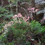 Old Man's Cave