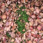 Gravelly Point, Arlington, Virginia - 12/12/2020