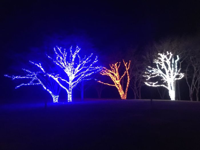 Winter Lights