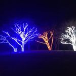 Winter Lights