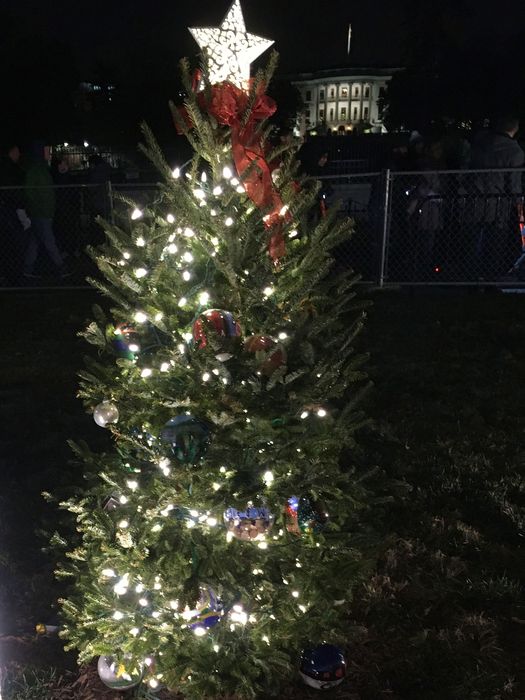 Ohio Christmas Tree