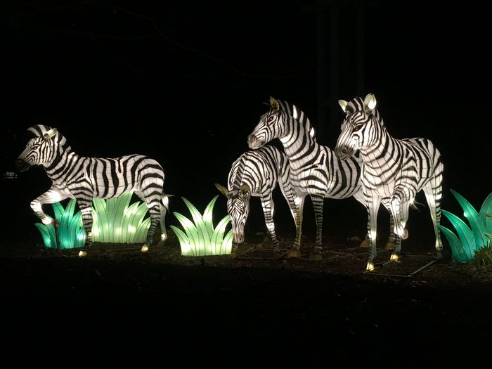 ZooLights