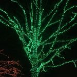 ZooLights
