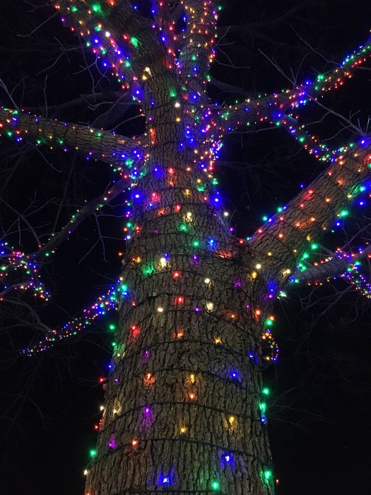 ZooLights
