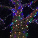 ZooLights
