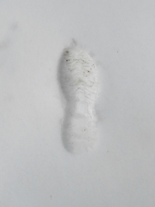 My Footprint