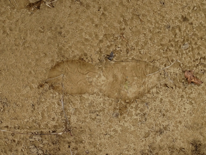 My Footprint