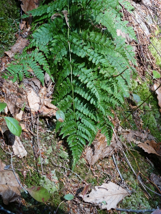 Chapel Cave