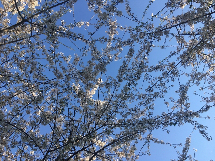 Cherry Trees