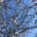 Cherry Trees