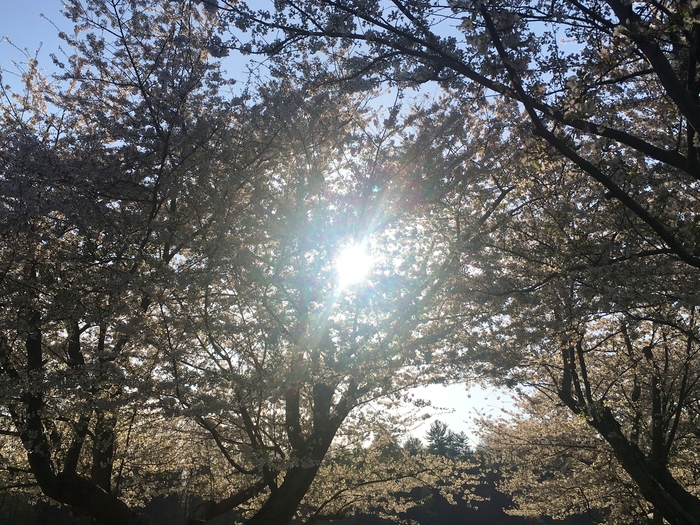 Cherry Trees