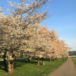 Cherry Trees