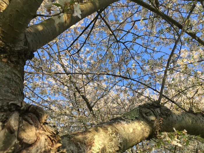 Cherry Trees