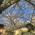 Cherry Trees