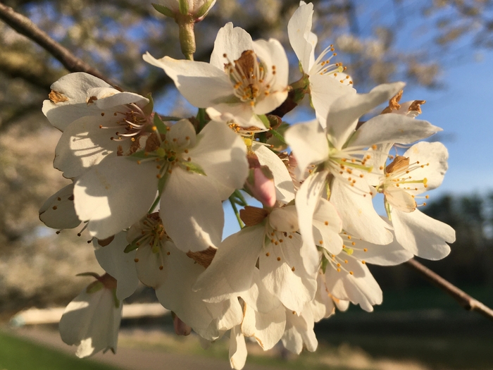 Cherry Trees