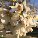 Cherry Trees