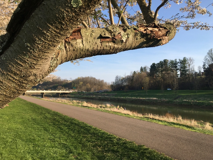 Cherry Trees