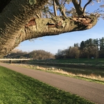 Cherry Trees