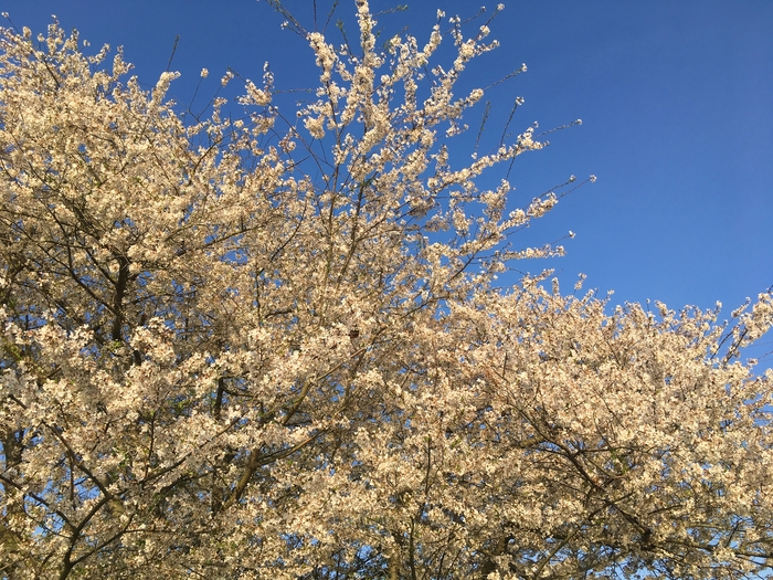 Cherry Trees