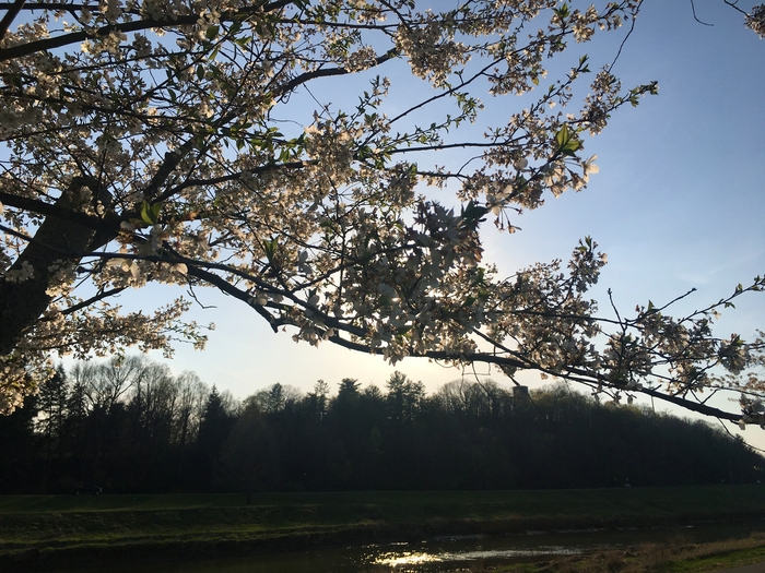 Cherry Trees