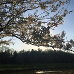 Cherry Trees