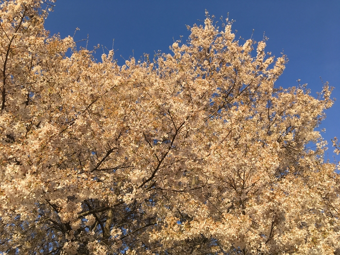 Cherry Trees
