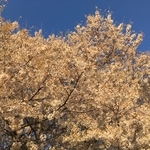 Cherry Trees