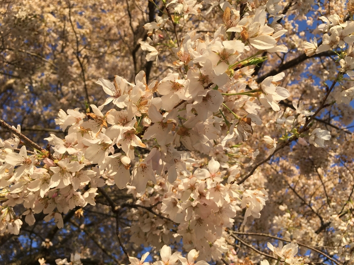 Cherry Trees
