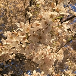Cherry Trees