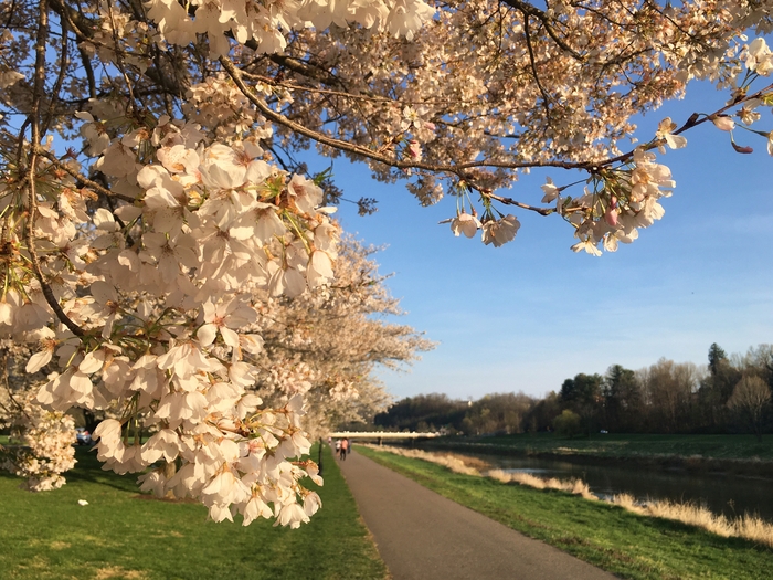 Cherry Trees