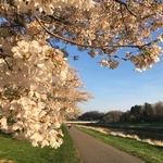 Cherry Trees