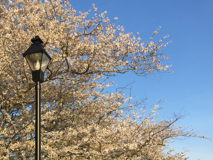 Cherry Trees