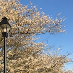 Cherry Trees