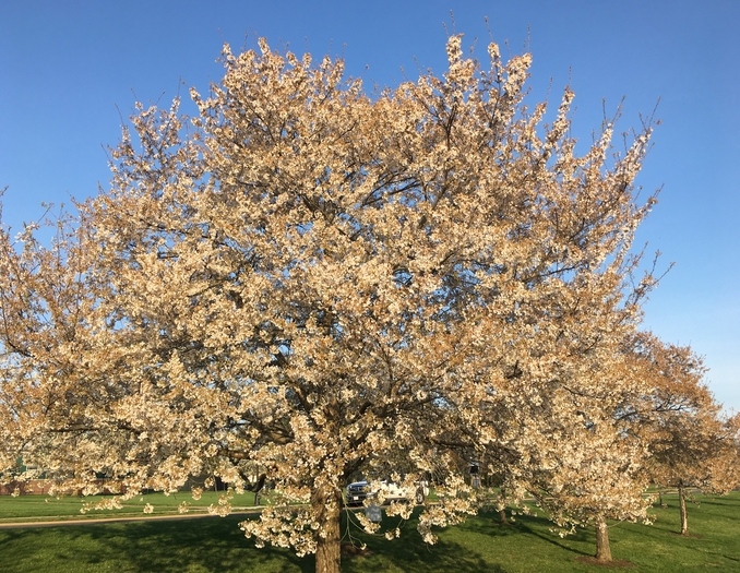 Cherry Trees
