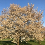 Cherry Trees