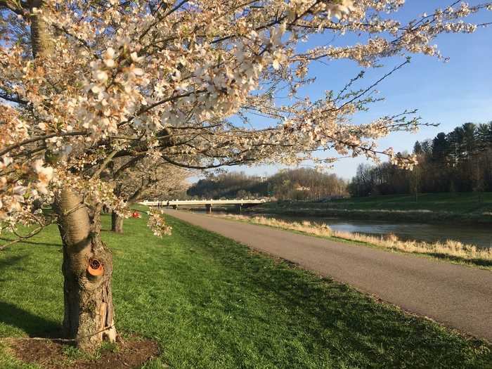 Cherry Trees