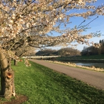 Cherry Trees