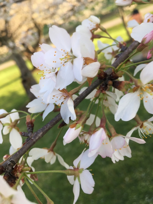 Cherry Trees