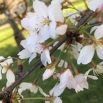 Cherry Trees